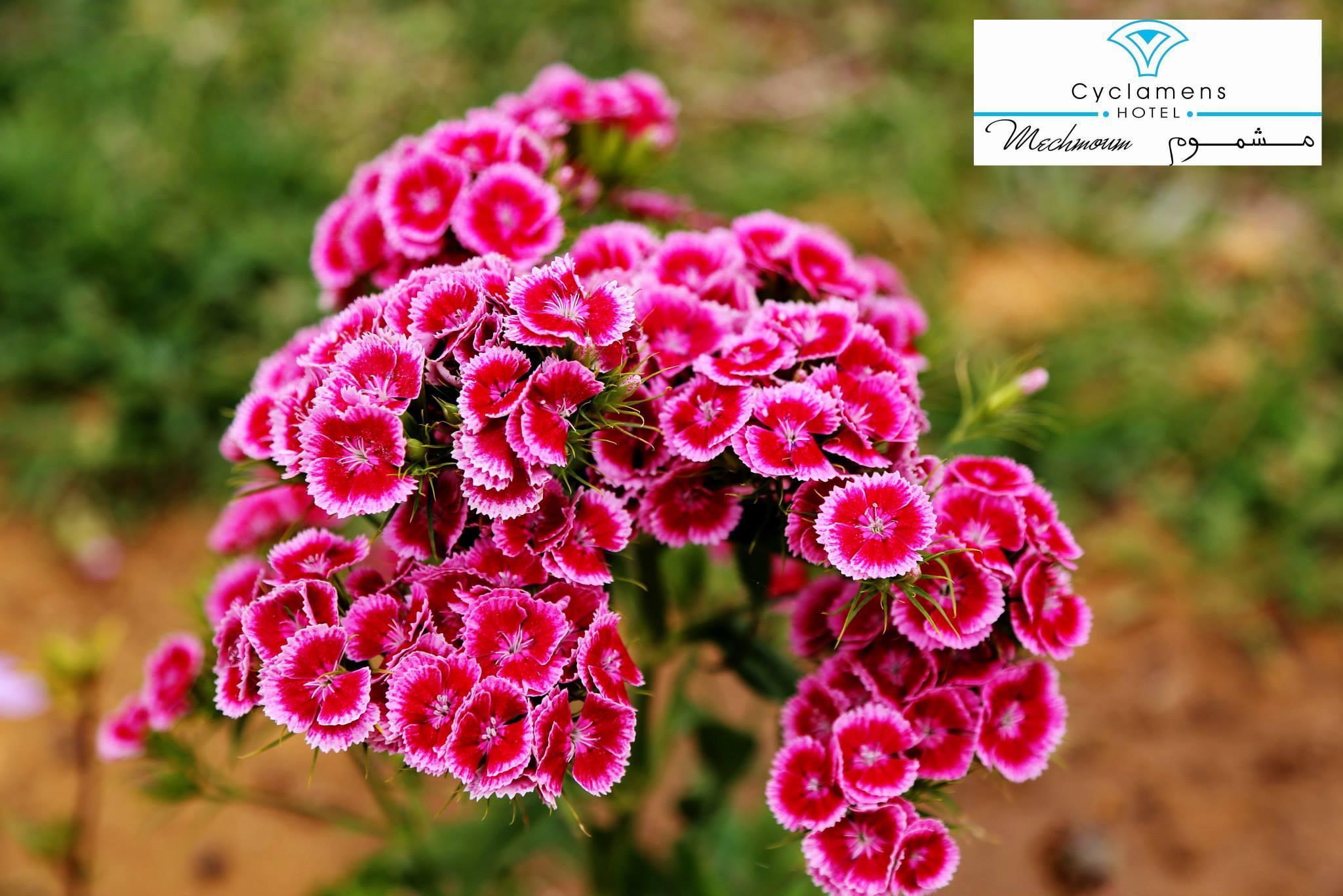 Cyclamens Mechmoum Yasmine Hammamet Exterior foto